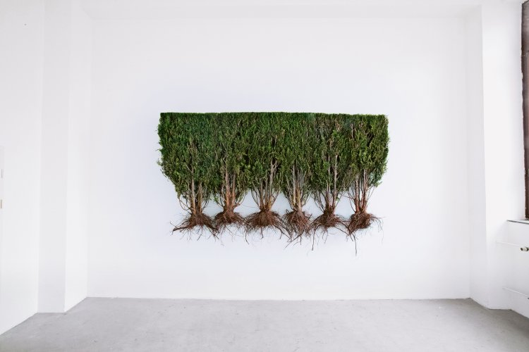 Melina Bigale: Hecke, 2018